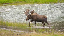 Moose In Wetlands