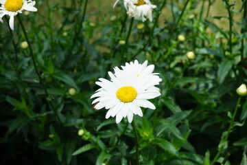 Wall Mural - daisies in a meadow close up macro