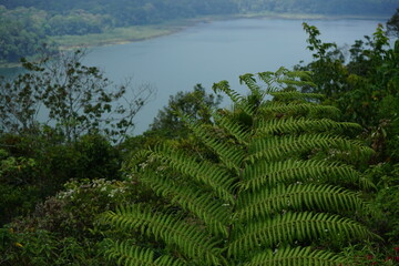 Wall Mural - view of the volcanic lakes in Bali on a cloudy day with lush green plants