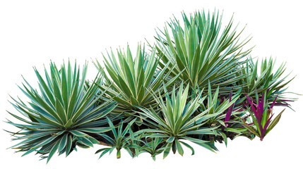 Wall Mural - Group of agave plant isolated on white background. PNG File.