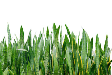 Wall Mural - Sansevieria plant isolated on white background.
