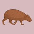 Vector illustration of capybara design. hand drawn line style of capybara or greater capybara is a giant cavy rodent.
