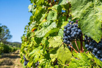 Wall Mural - blue grapes in green vineyard