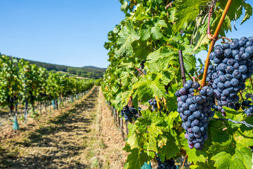 Wall Mural - blue merlot grapes in green vineyard