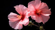 A Close Up Of Two Pink Flowers On A Black Background