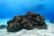 沖縄　珊瑚の根１