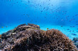 沖縄　珊瑚の風景７