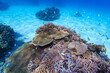 沖縄　珊瑚の風景５