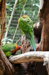 Sticker - Parrot in Jungle Park Tenerife(Spain)