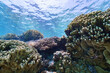 沖縄　珊瑚の風景１