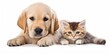 Golden retriever puppy and cute kitten lie together.  isolated on white background. PNG. Two puppies post-processed, Generative AI 