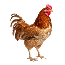 Rooster Isolated On Transparent Background. Generative AI