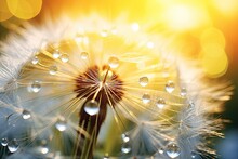 Morning Sunlight Illuminates Water Droplets On A Dandelion Flower Close Up Creating Bokeh Lights Dandelion Seed Reflects