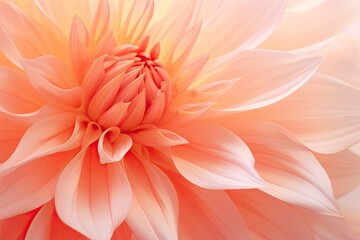 Poster - Soft focused macro floral background featuring pastel peach coral dahlia petals Close up of dahlia for background