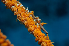 Gorgonien Spinnenkrabbe, Whip Coral Spider Crab (Xenocarcinus Tuberculatus)