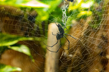 spider on web