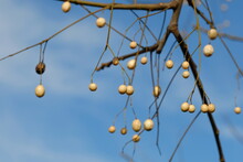 Fruits Of Chinaberry Tree Against Blue Sky