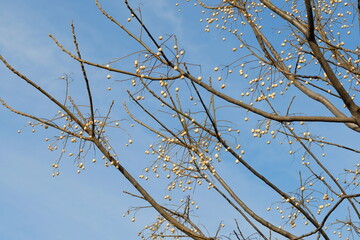 Wall Mural - fruits of chinaberry tree against blue sky