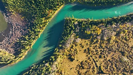 Wall Mural - a drone view of the river in the woods. an aerial view of an autumn forest. winding river among the 