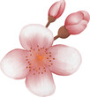 © bentoe - blossom sakura watercolor PNG paper