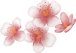 © bentoe - blossom sakura watercolor PNG paper