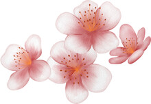 Blossom Sakura Watercolor PNG Paper