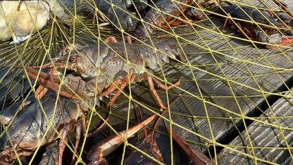 Wall Mural - Crayfish in fisherman's traps on lake. Catching crayfish, crabs, lobster. Caught crayfish on river while fishing. Illegal crayfish traps found as poachers caught. Fishing rights on river. 