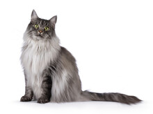 Majestic Grey Fluffy Cat, Sitting Up Side Ways. Looking Towards Camera. Isolated On A White Background.