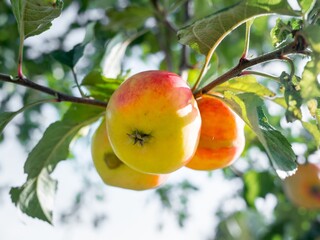 Wall Mural - Fresh red apples in the orchard