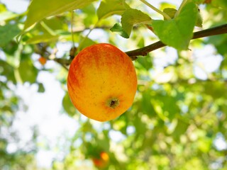 Wall Mural - Fresh red apples in the orchard