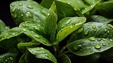 Fresh Spinach UHD Wallpaper Stock Photographic Image