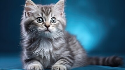 Poster - Cute gray tabby kitten with blue eyes a lovely fluffy cat on a grey background