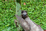 Fototapeta Góry - Smiling sloth in Costa Rica hugs a tree. Faultier schmunzelt und umsarmt einen Baum