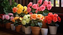 Different Types Of Begonias Tuberous And Elatior In Pots Indoors Hobby Indoor Flowers