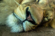 close up of a lion head in a zoo. the endangered feline is a predator of the animal kingdom but the big cat is sleeping