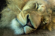 close up of a lion head in a zoo. the endangered feline is a predator of the animal kingdom but the big cat is sleeping