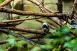 small lemur type monkey with white and black fur is sitting on a tree branch looking around curiously