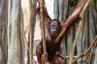 a large orangutan is relaxing on a tree branch in the built forest habitat. the prime ape is one of natures endangered species 