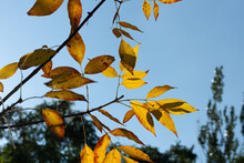 Yellow Brown Leaves On A Blue Sky