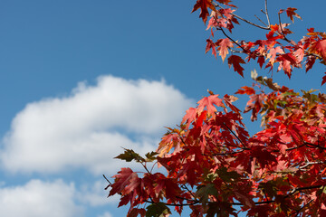 Canvas Print - near close-up of a red maple on a cloudy blue sky background