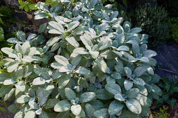 Canvas Print - sage herb plant in garden