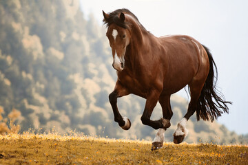 Wall Mural - brown horse galloping