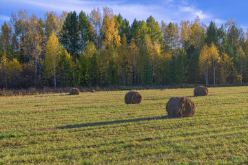 Wall Mural - Autumn landscape green meadow and forest in the background against the backdrop of a beautiful blue sky and white clouds.