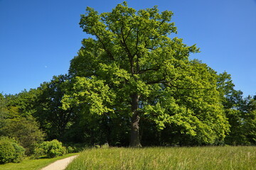 Wall Mural - Giant oak tree in palace garden of Castolovice castle, Hradec Kralove region, Czech republic, Europe
