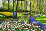 Fototapeta Dmuchawce - Keukenhof gardens blooming spring flowers by the pond. Colorful tulips and blue Muscari flowers.