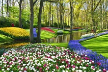 Keukenhof Gardens Blooming Spring Flowers By The Pond. Colorful Tulips And Blue Muscari Flowers.