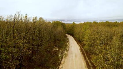 Poster - The road passes through the trees in the floodplain forest. Aerial view of the forest from drone. Igneada, Kirklareli, Turkey