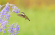 Ruby-throated Hummingbird in flight, feeding on a purple salvia flowers with green background