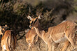 Antelopes in the Savannah