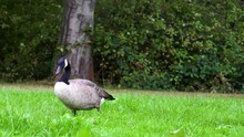 Canadian Geese Pecking And Lookgin For Food On The Grass At A Park